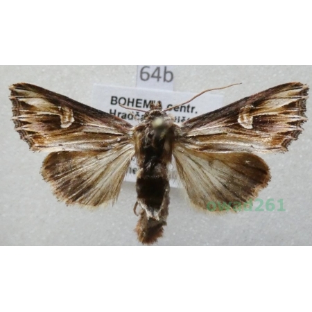 Actinotia polyodon (Clerck, 1759) Czech64b